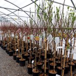 Mirabelka (Prunus domestica) ´NANCYSKÁ´ - výška 230-250 cm, obvod kmeňa: 6/8 cm, kont. C6L/C10L - stredne skorá